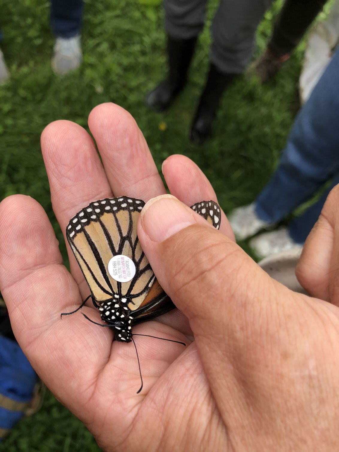 A tagged monarch